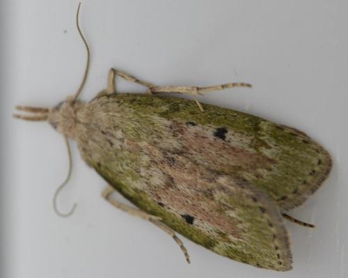 Réf. 209 322 : Aphomia sociella